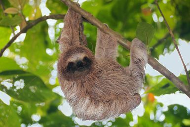 Sloth in a tree