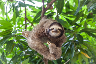 Sloth in Panama