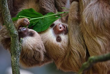 Sloths eating