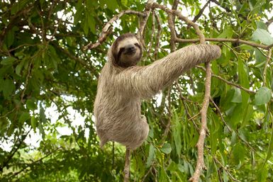 Three-toed sloth