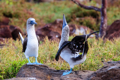 Courtship rituals, blue-footed boobies