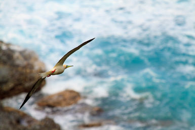 Red-footed booby flying