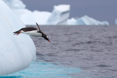 Gentoo penguin diving