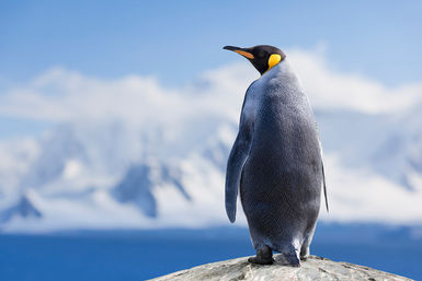 Emperor penguin