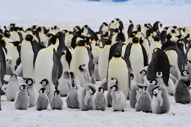 Breeding season for Emperor penguins