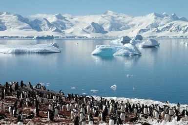 Penguins in Antarctica