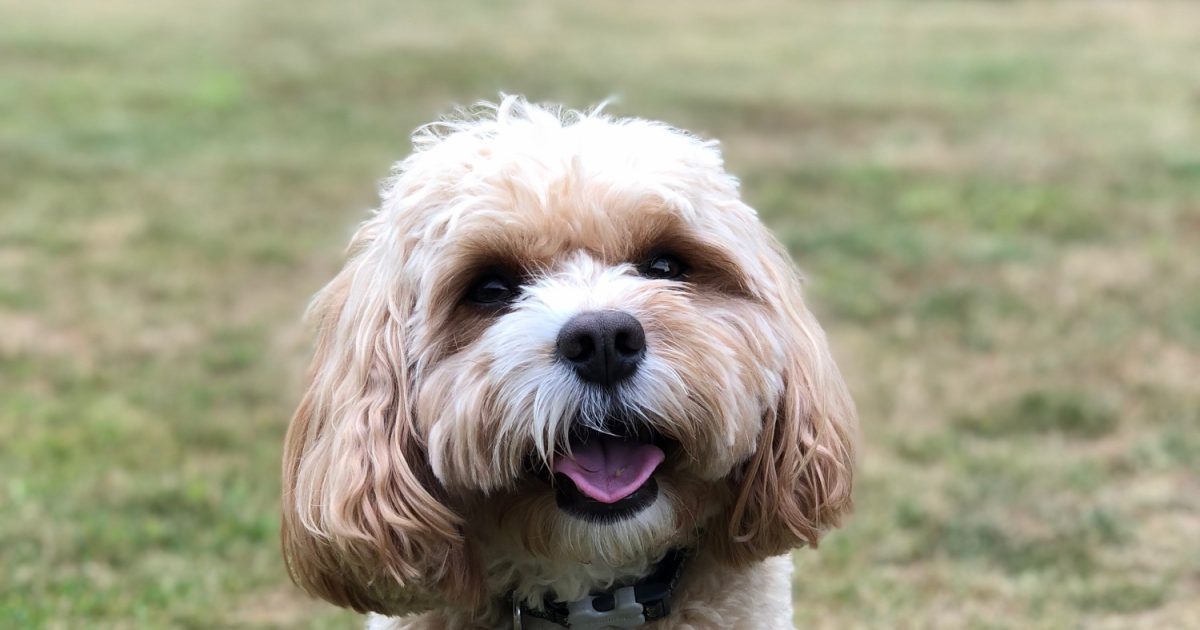 Paws in Work can dogs be vegan?