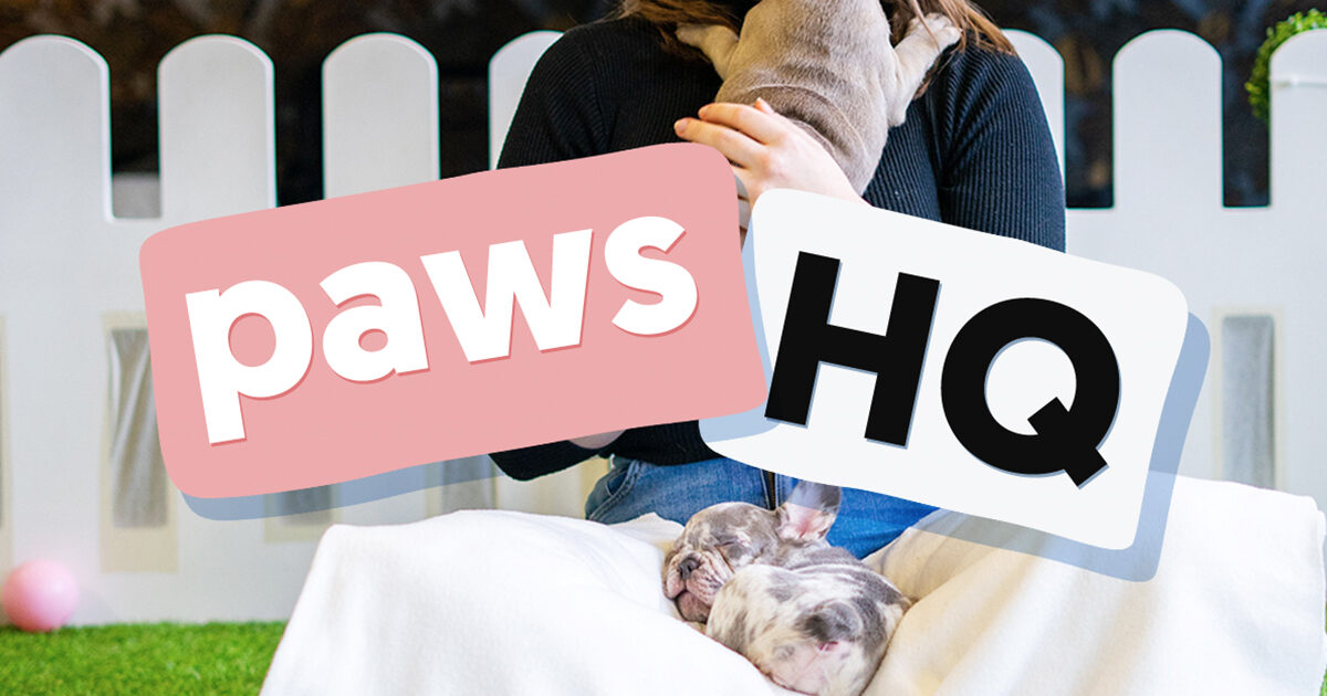 Paws in Work inside paws hq march