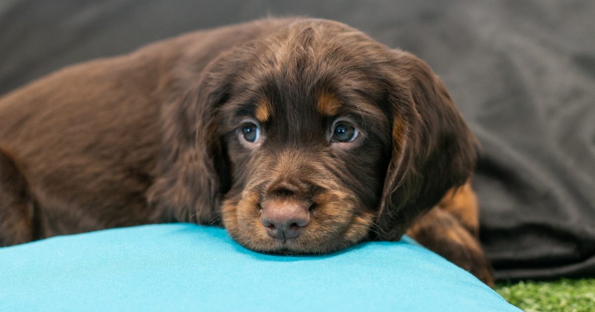 Why Do Dogs Get Depressed