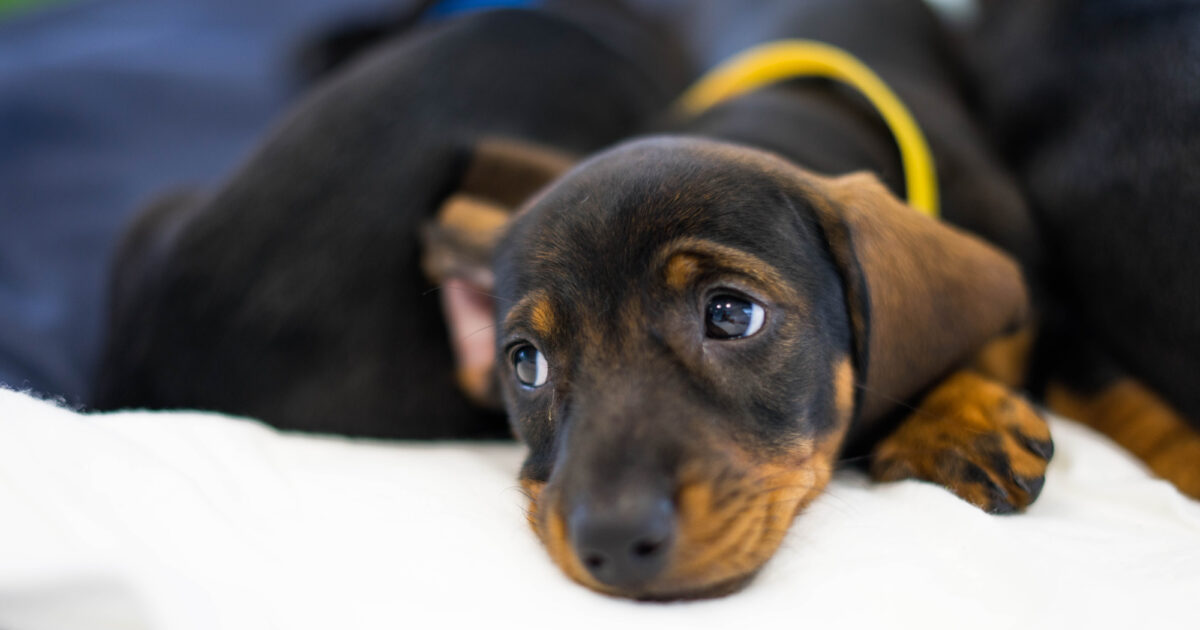 Paws in Work how long can i leave my dog for?