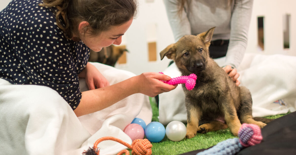 Paws in Work the best puppy toys for teething 2021