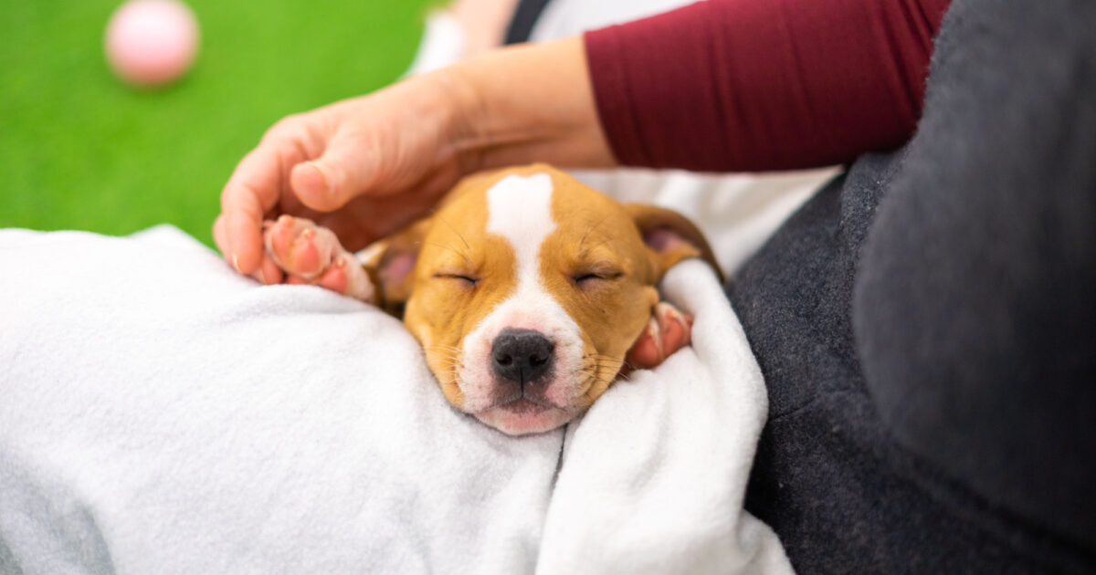 Paws in Work Do you need a licence to breed dogs?