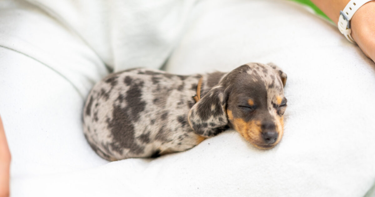 Paws in Work Breed Spotlight Dachshunds