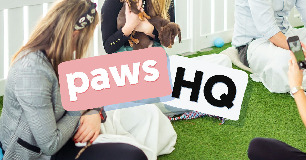Paws in Work inside paws hq october
