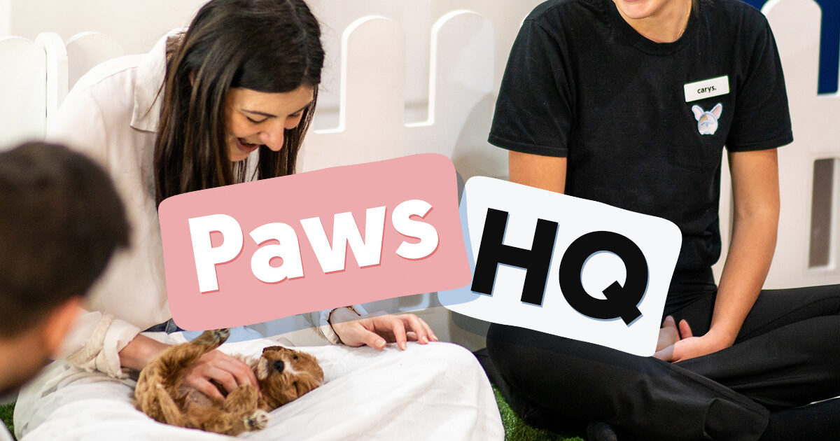 Paws in Work Inside Paws HQ May