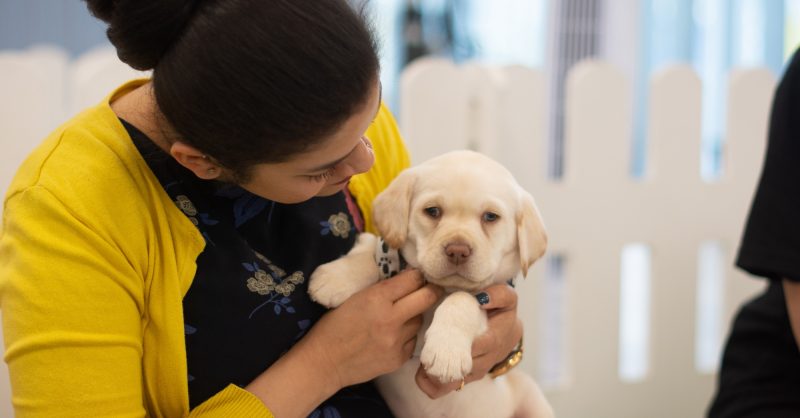 what do you do when puppy cries at night