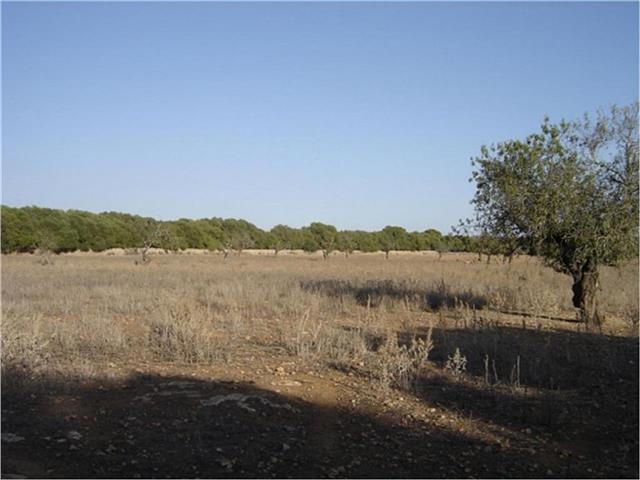 Terreno rústico en venta en Campos