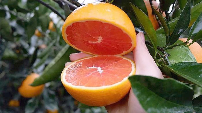 Blood Orange
