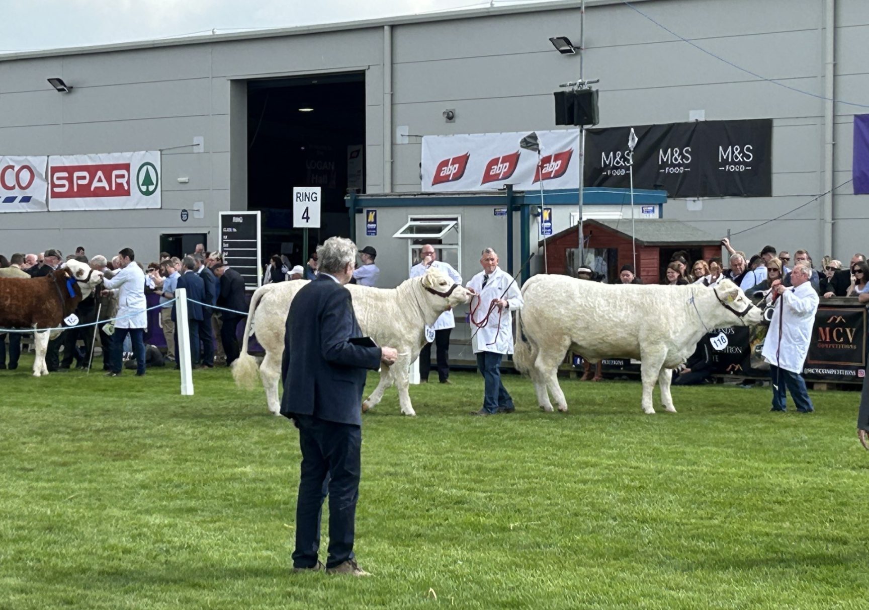 Cattle ring 2 2024 MS