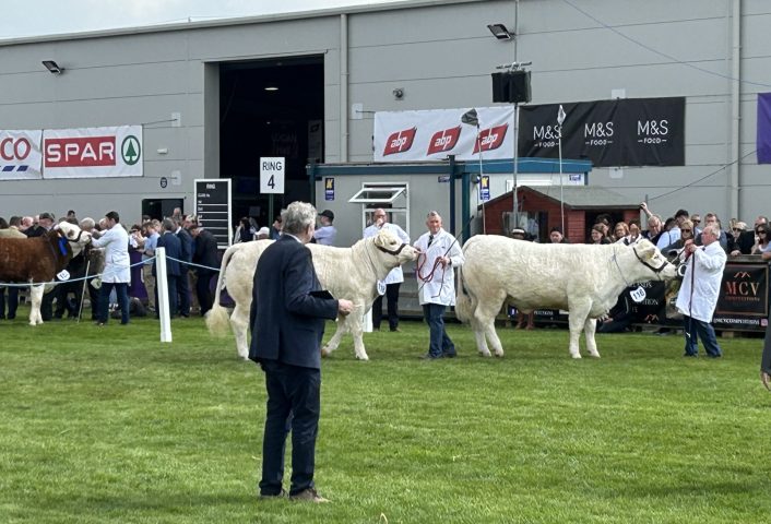 Cattle ring 2 2024 MS