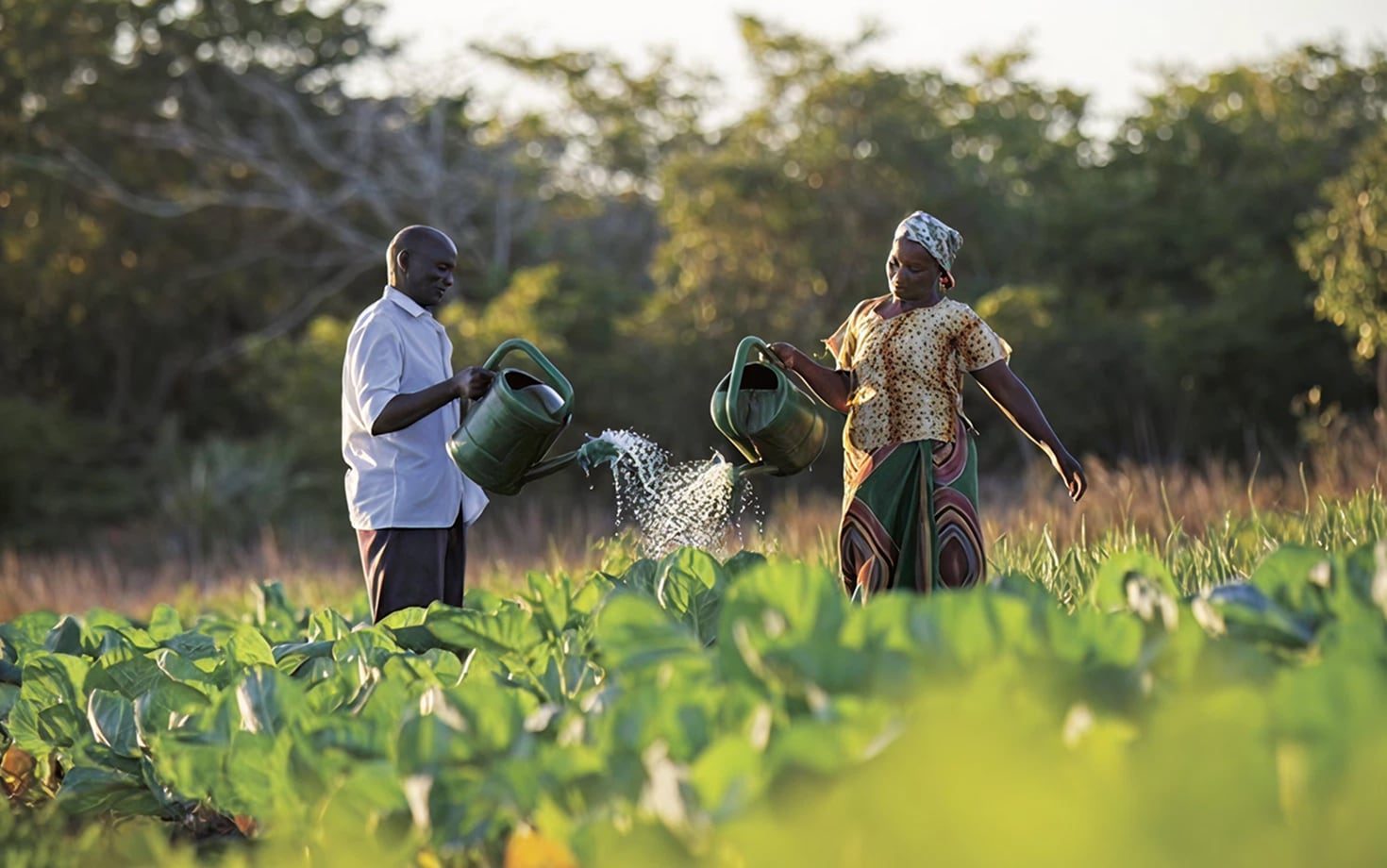 Global mission people watering plants fields