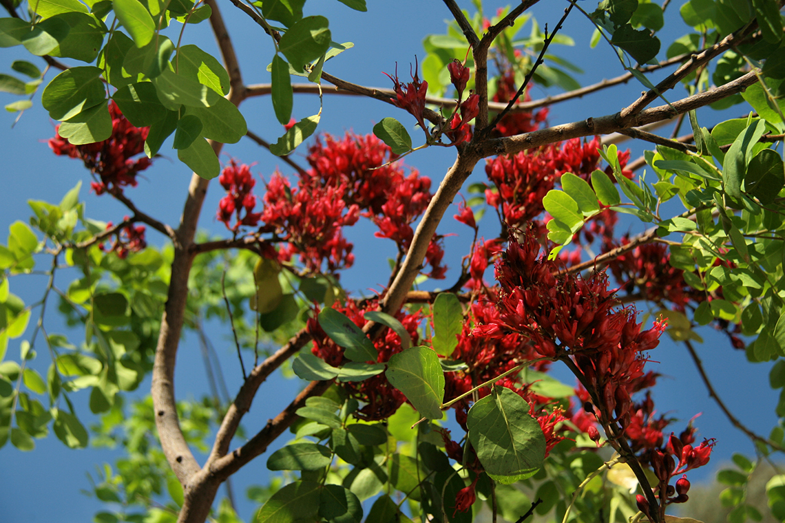 A close up of one of the species that can be found in the Barcelona Botanical Garden / Foto: Jorge Franganillo CC BY 2.0 via la Wikimedia Commons