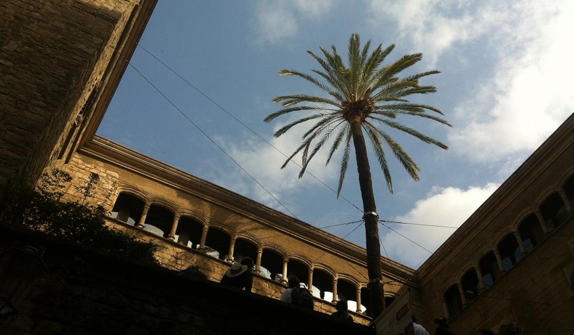 La palmera datilera de Casa de l’Ardiaca és un dels exemplars més antics