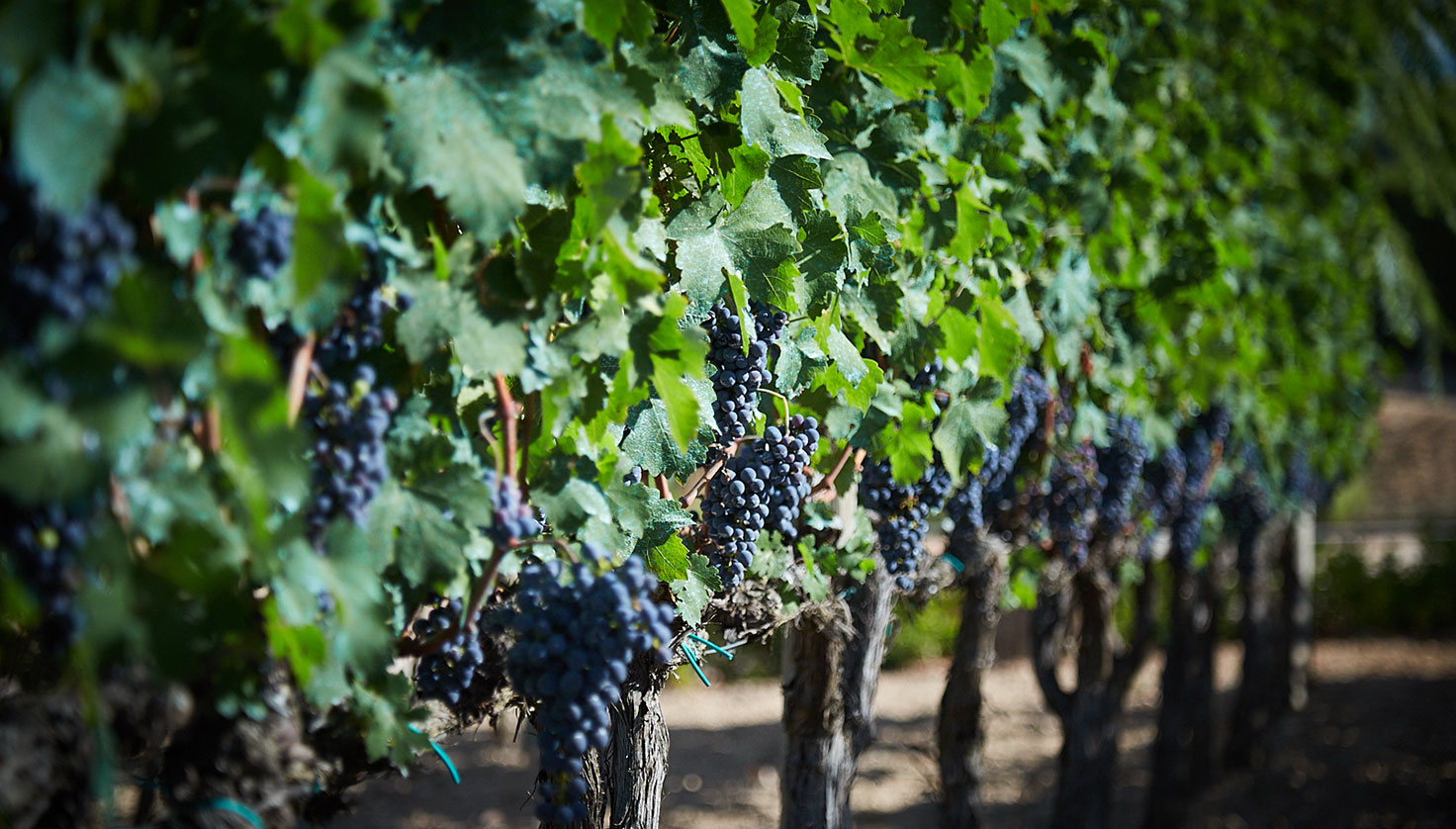 Vi i cava de Catalunya