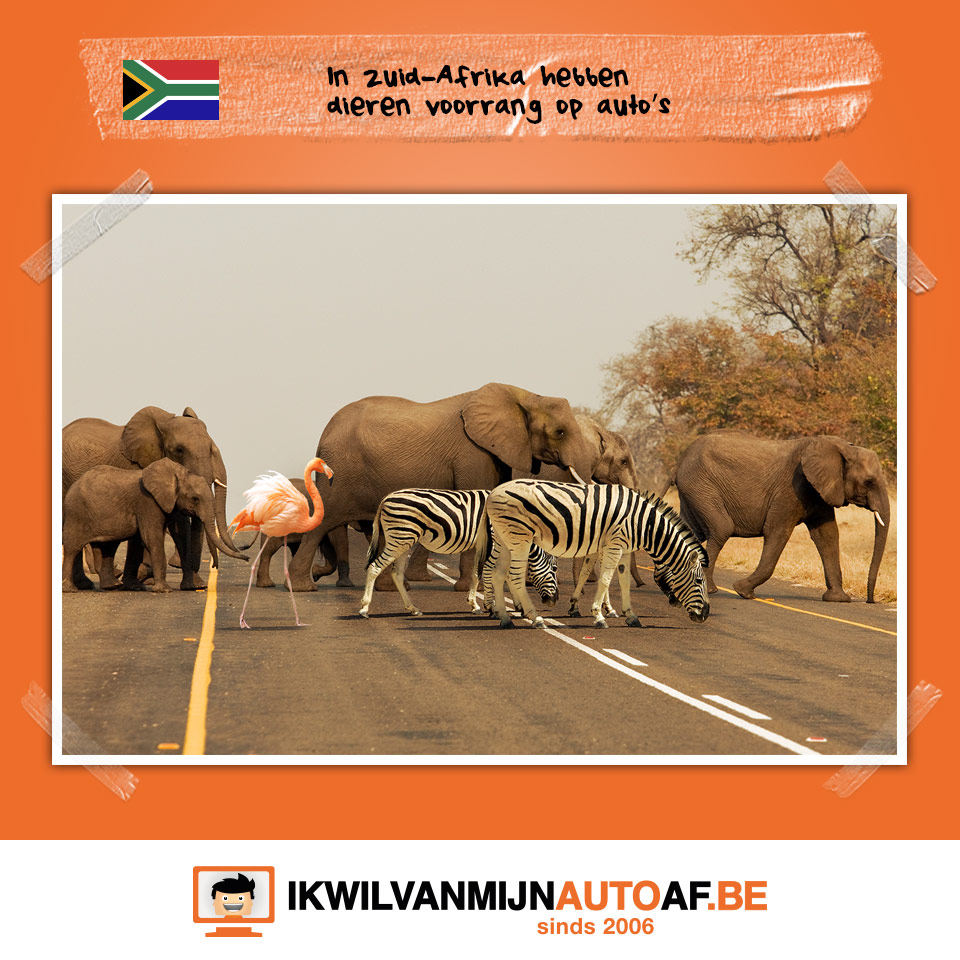 Voorrang verlenen aan dieren in Zuid-Afrika
