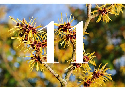 Witch Hazel is present in a lot of products, and helps keep skin rehydrated and rejuvenated