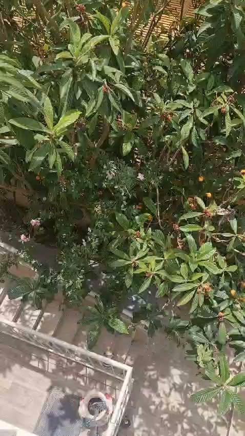מבשרת הוותיקה, מבשרת ציון