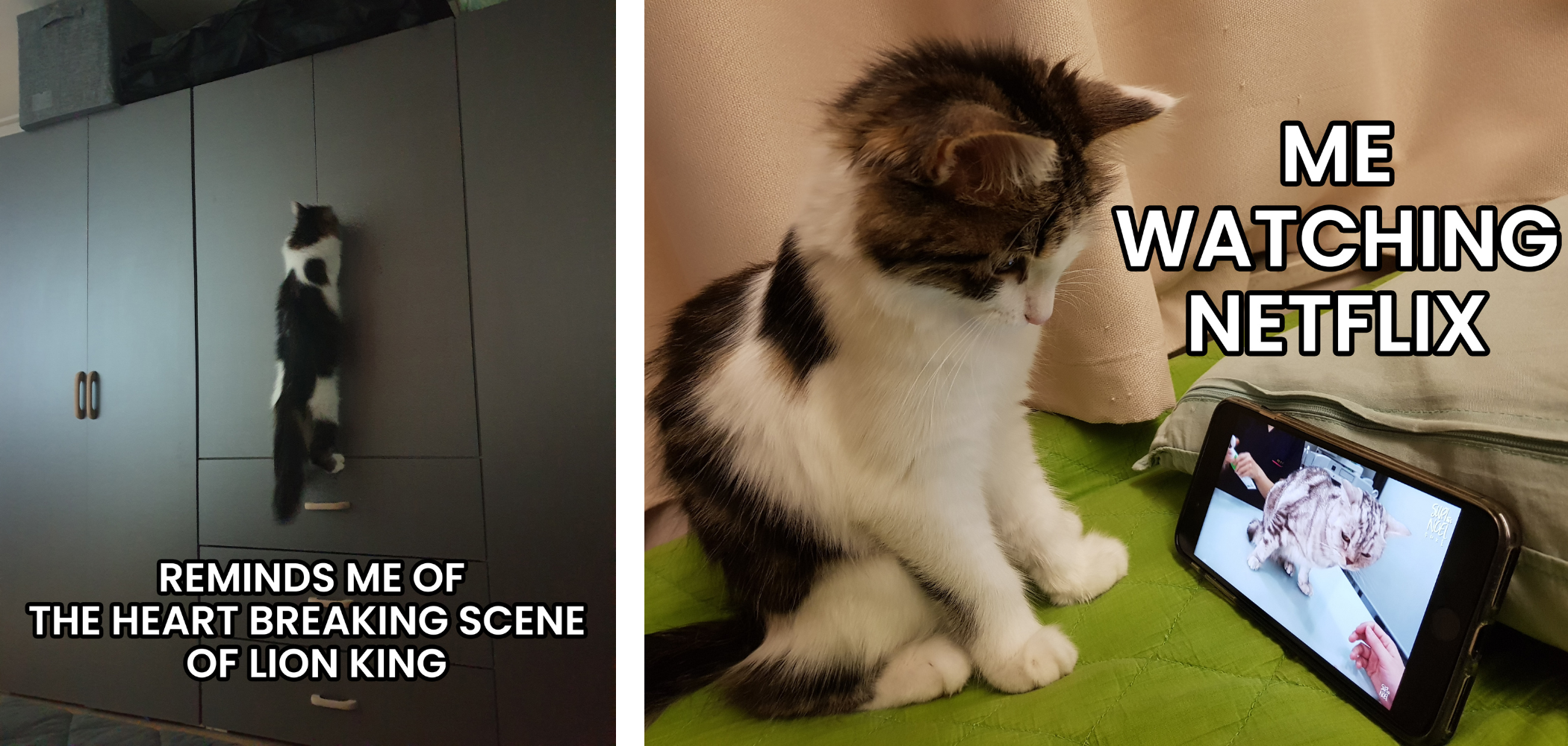Klookers Cat Meme
