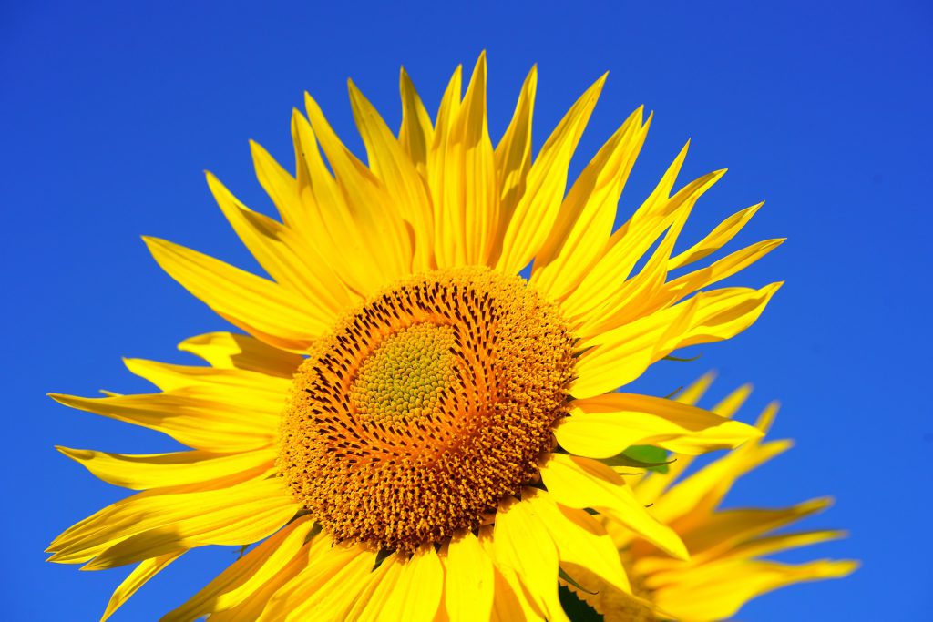 Last Month Was Hottest May On Record At Three Weather Stations In Cork - Vimarsana News