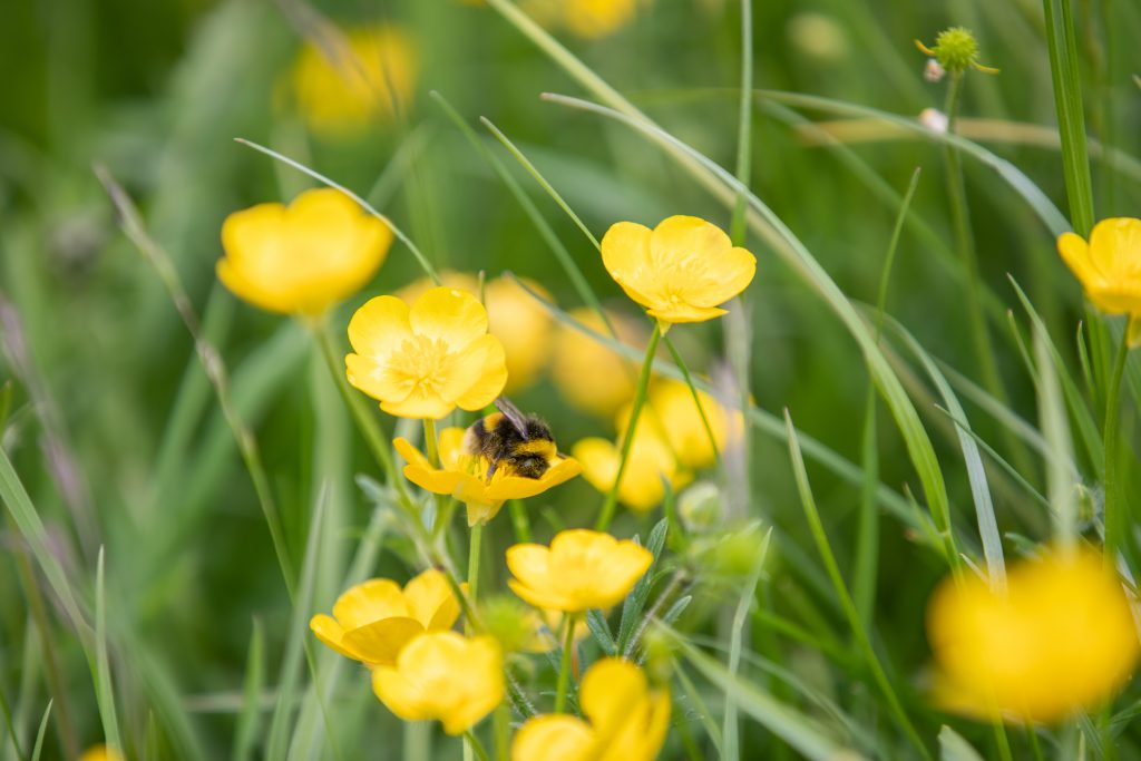 One third of Ireland's wild bee species under threat of extinction - Vimarsana News