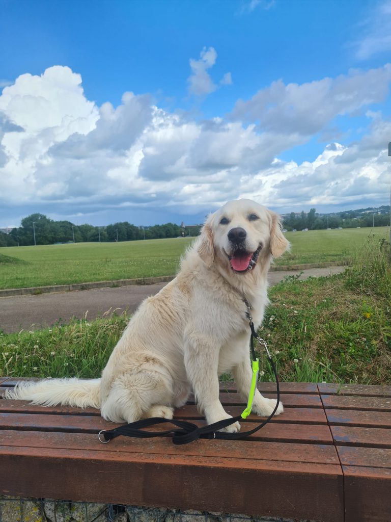 Secondary School In City Welcomes Community Dog - Vimarsana News