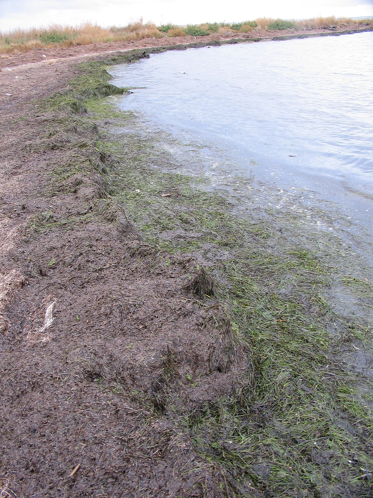 Plage Carteau