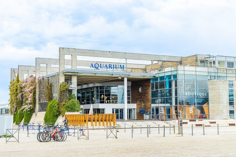 L'Aquarium de La Rochelle : tout ce qu'il faut savoir avant de plonger (2026)