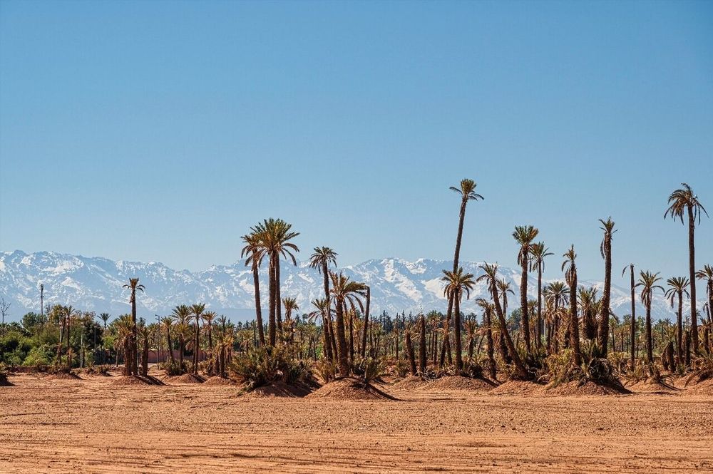 Les 6 plus belles oasis à explorer près de Marrakech (2026)