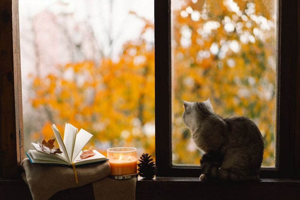 Bars à chats, salons de thé et cafés littéraires à Bordeaux : le guide 2026