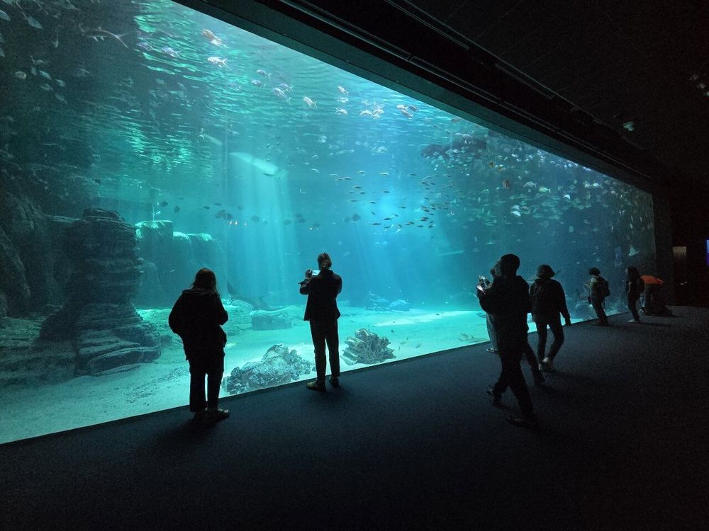 Nausicaá aquarium