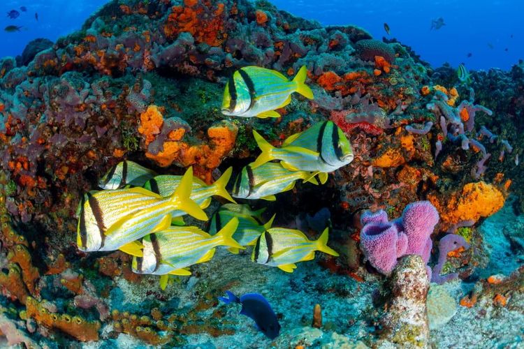 Faire du snorkelling à Cozumel