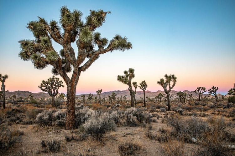 Joshua Tree National Park