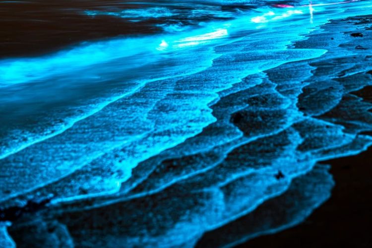 Observer la bioluminescence