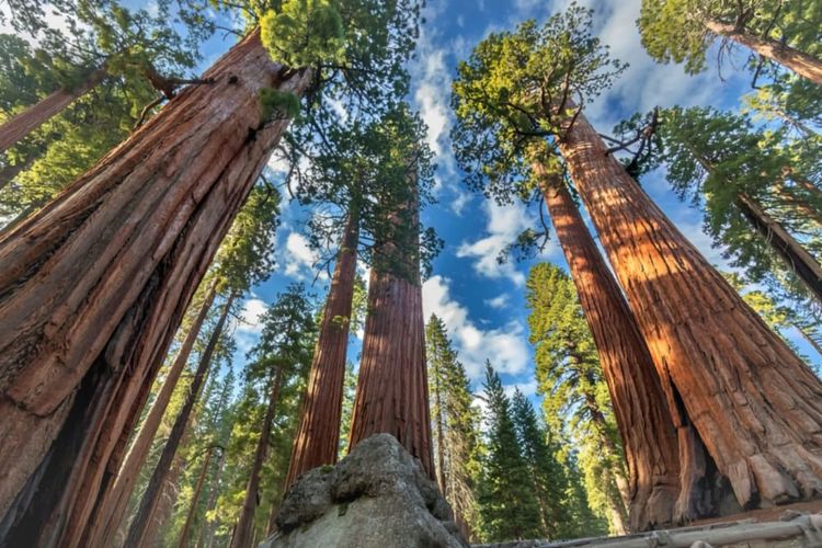 Mariposa Grove