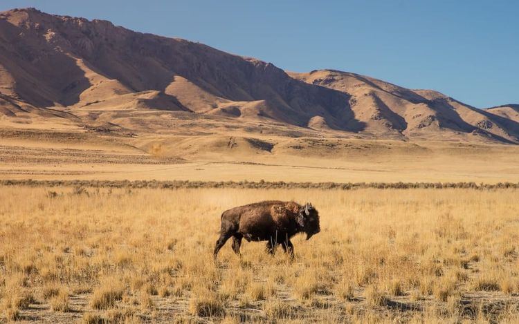 Antelope Island State Park