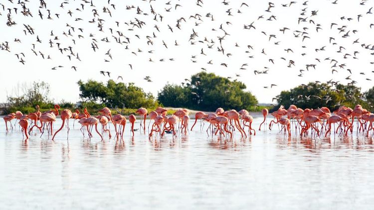 Journée rose : flamants et salines de Rio Lagartos