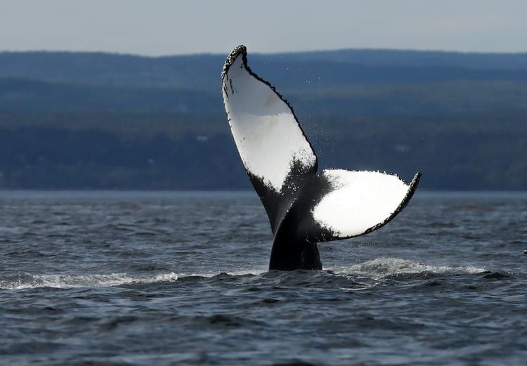 Les baleines de Tadoussac