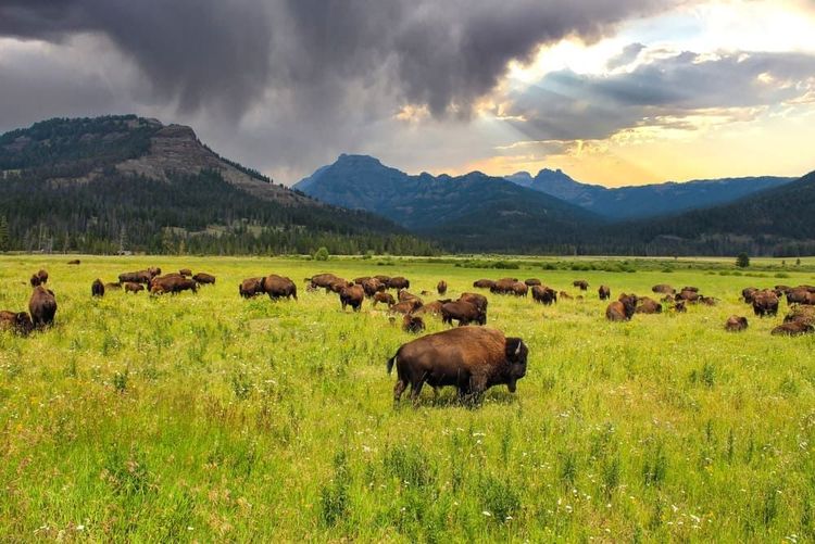 Lamar Valley