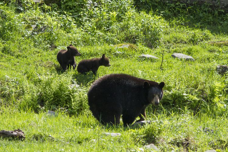 Rencontre avec l'ours noir