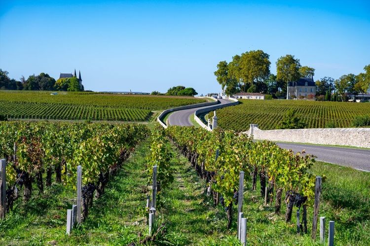 Vignobles de Pauillac